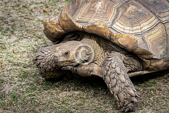 African Spurred Tortoise African Spurred Tortoise