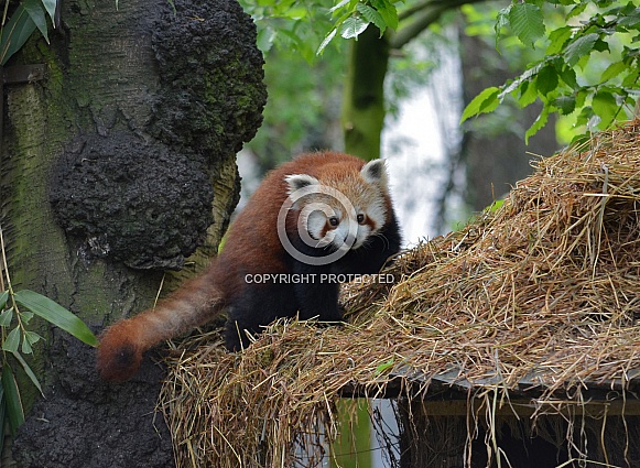 Red Panda Red Panda