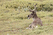 The reindeer or caribou (Rangifer tarandus)