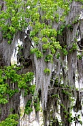 Sweetgum Tree adorned with Spanish Moss