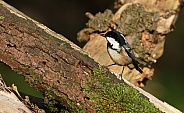 Coal Tit