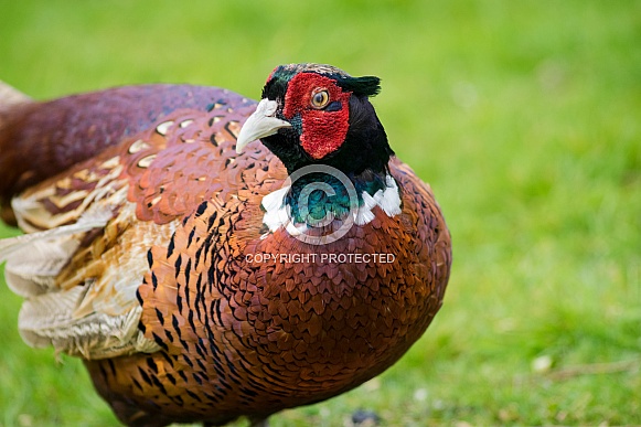 Pheasant Pheasant