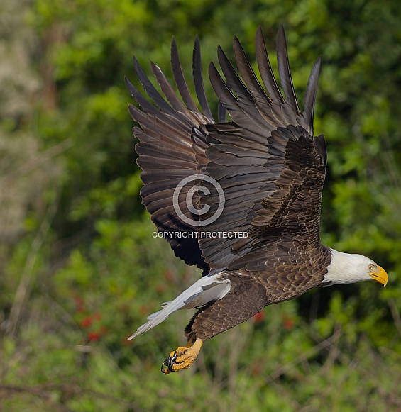 Bald Eagle