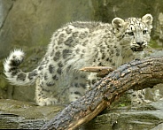 snow leopard cub