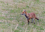 Red fox - standing, watchful