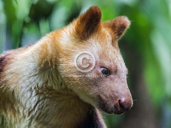 Tree kangaroo portarit