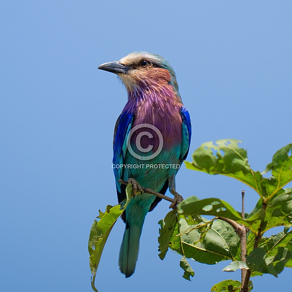 Lilac Breasted Roller sitting on a branch