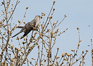 Common Cuckoo (male)
