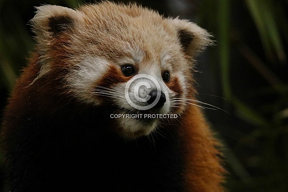 Red Panda Red Panda