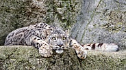 Snow Leopard