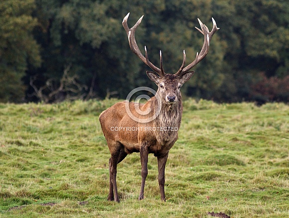 Red Deer Stag