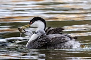 Western Grebe