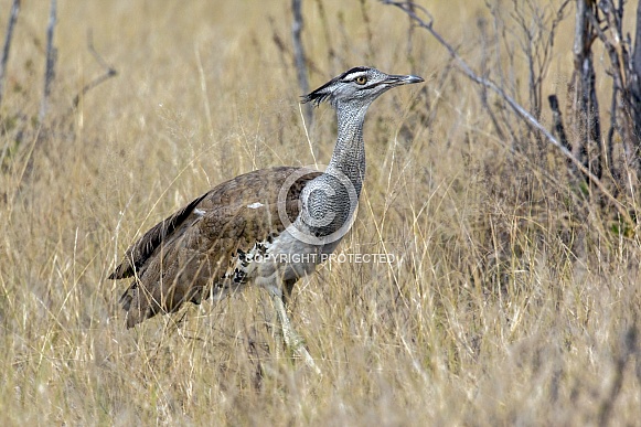 Kori Bustard (Ardeotis kori) - Botswana