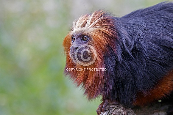 Golden-headed lion tamarin (Leontopithecus chrysomelas)