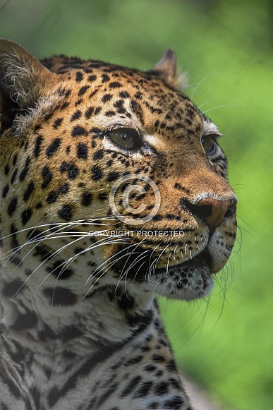 Adult African Leopard