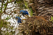 hyacinth macaw close up on a palm tree in the nature habitat