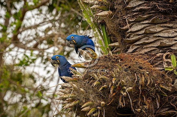 hyacinth macaw close up on a palm tree in the nature habitat