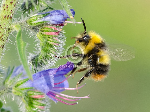 Bumble Bee Bumble Bee