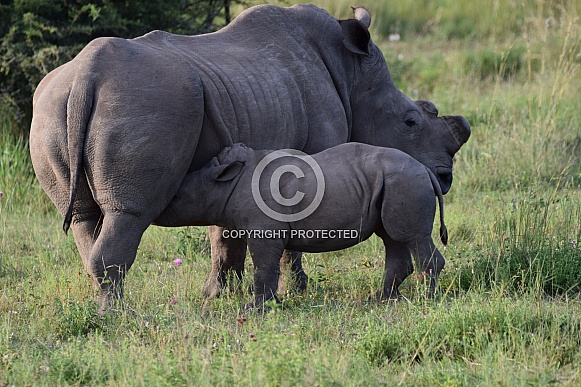 Rhino with calf drinking