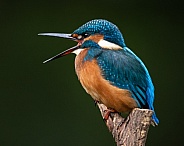 Juvenile female Kingfisher