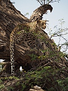 African Leopard -  Mofhenyi Kgalagadi Transfrontier Park