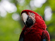 Scarlet macaw (Ara chloropterus)
