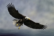 Bald Eagle-Prepare for Landing