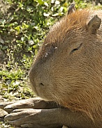 capybara head