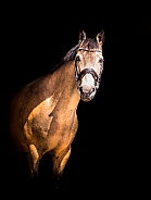 Dun horse on a black background