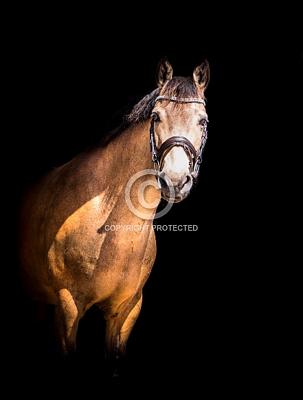 Dun horse on a black background Dun horse on a black background