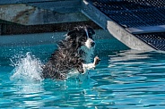 Black and white border collie landing in a pool