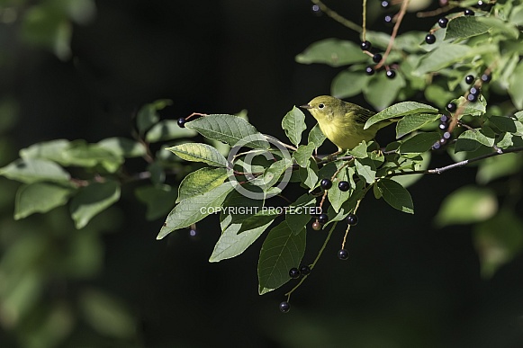 Yellow Warbler in Alaska during Autumn