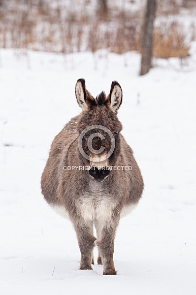 Snow day for a donkey