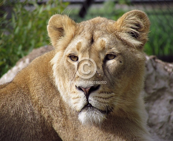 Lioness