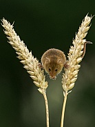 Harvest mouse