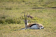 Thompson's gazelle lying in the grass