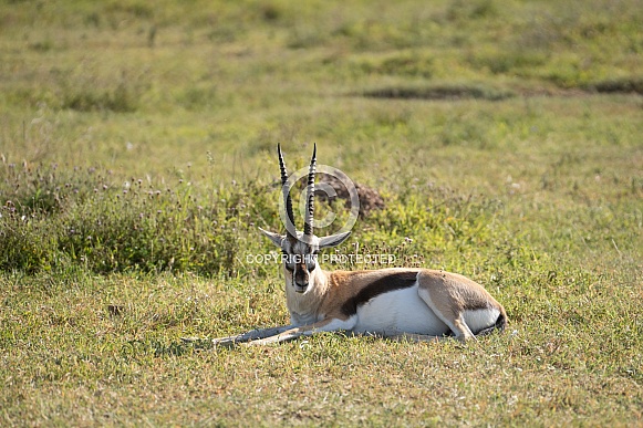 Thompson's gazelle lying in the grass Thompson's gazelle lying in the grass