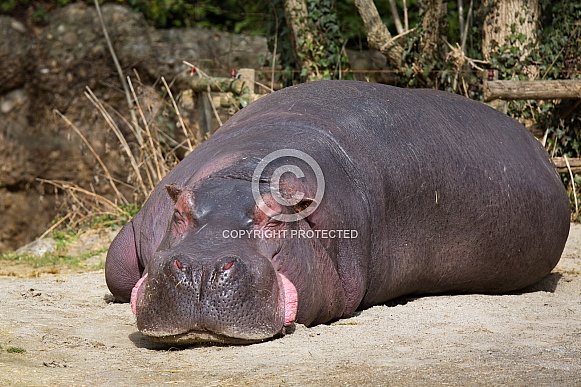 Hippo