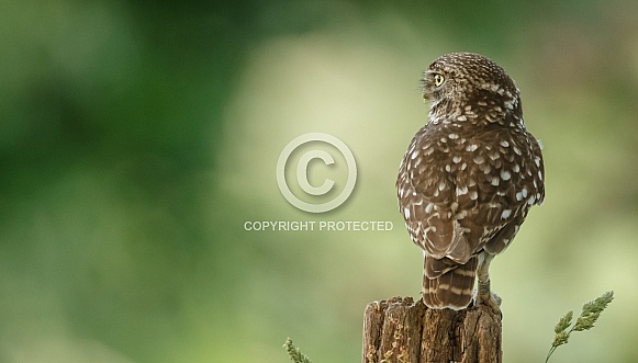 The little owl (Athene noctua) The little owl (Athene noctua)