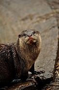 Asian Short-Clawed Otter (Aonyx cinereus)