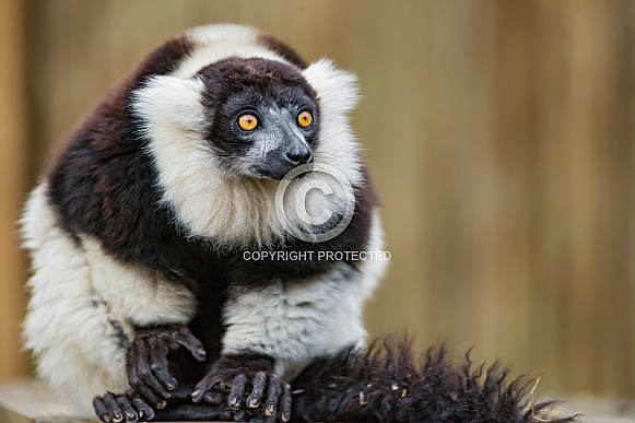 Black and White Ruffed Lemur Black and White Ruffed Lemur