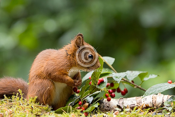 Red Squirrel