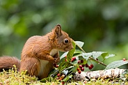 Red Squirrel