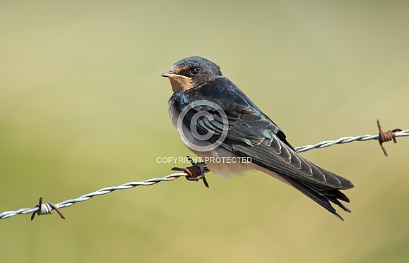 Barn Swallow Barn Swallow