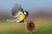 Great tit