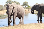 African Elephant Bulls
