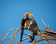 Yellow-billed Hornbill