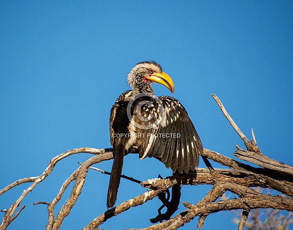 Yellow-billed Hornbill