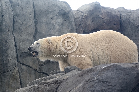 Polar Bears