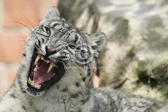 Snow Leopard